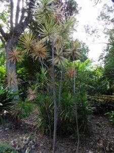 Dracaena, of course                